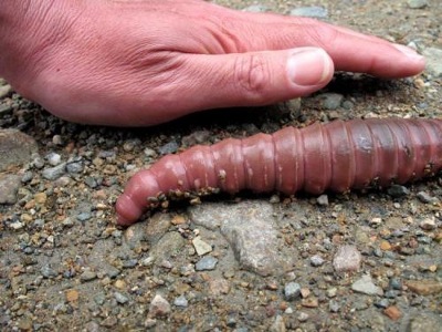 Enormous Earthworm Gross Out Article for Students