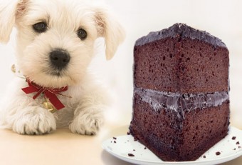 dog accidentally ate chocolate cake