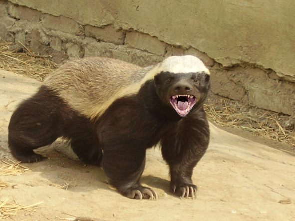 The Honey Badger: 5 Facts About the World's Fiercest Weasel - Owlcation