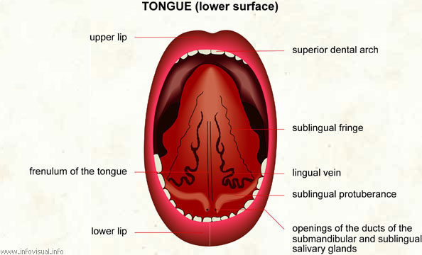 tongue under