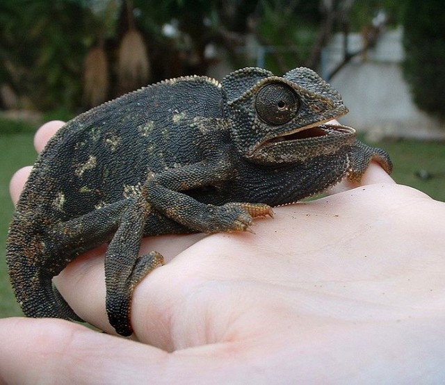 Chameleons Don't Change Color to Match Their Environment