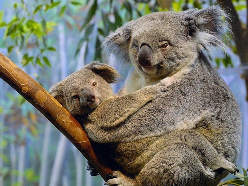 Bear Koala