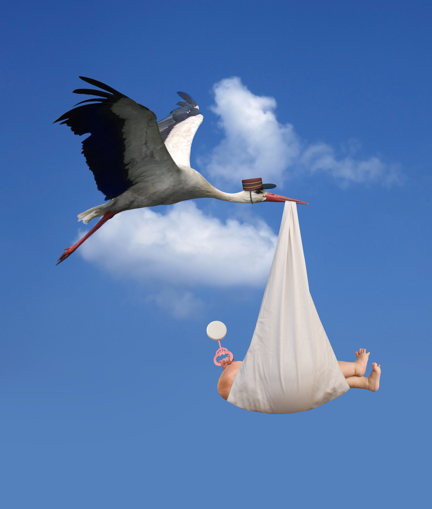 stork with baby