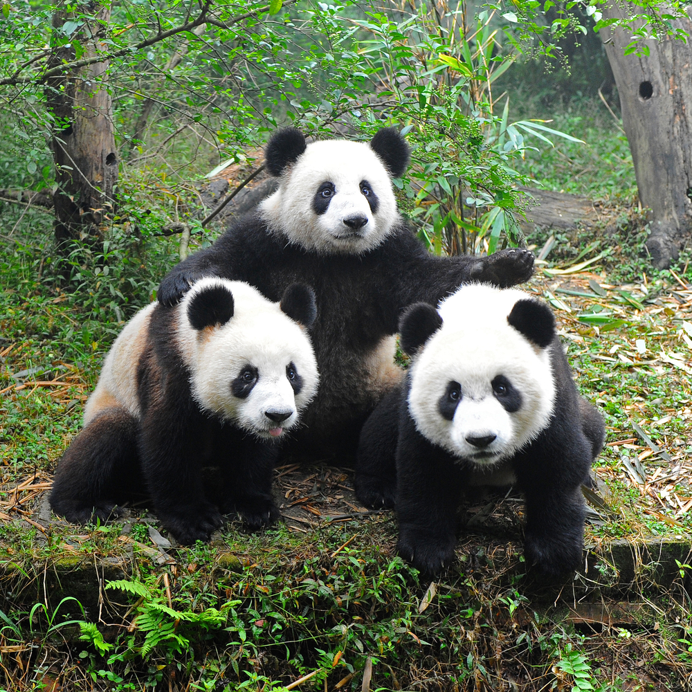 What s Wrong With Giant Pandas 