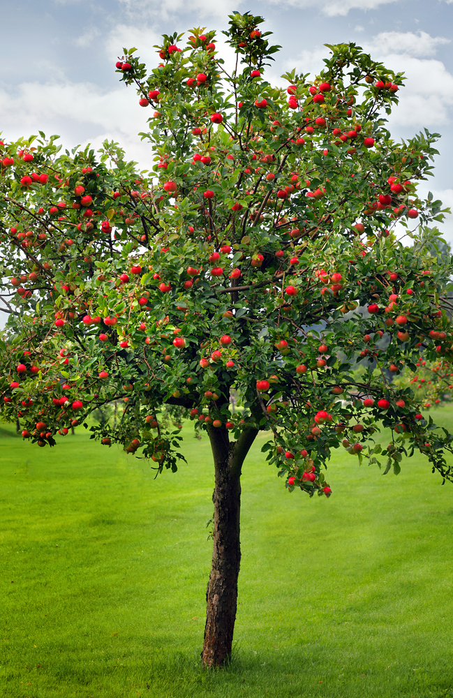 wild west new frontier apple tree produces how many apples