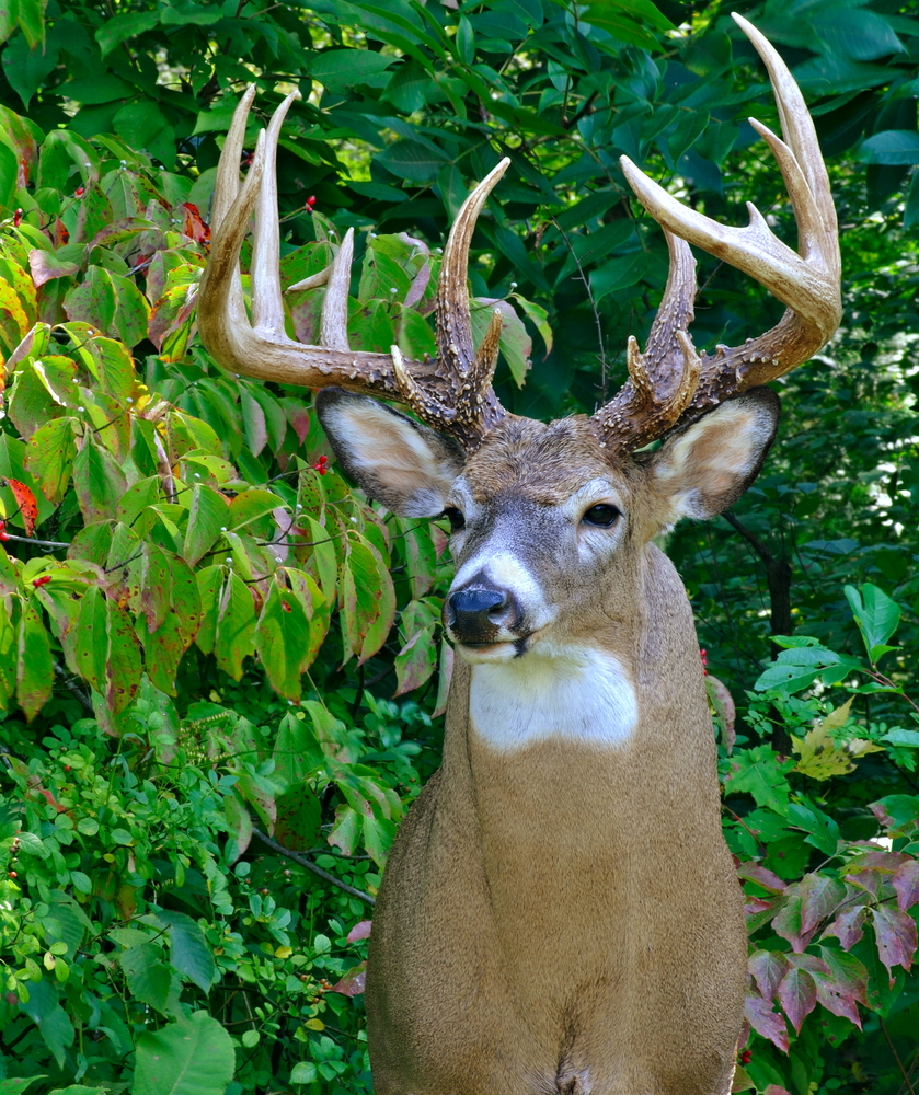 Why A Dollar Is Called A Buck 