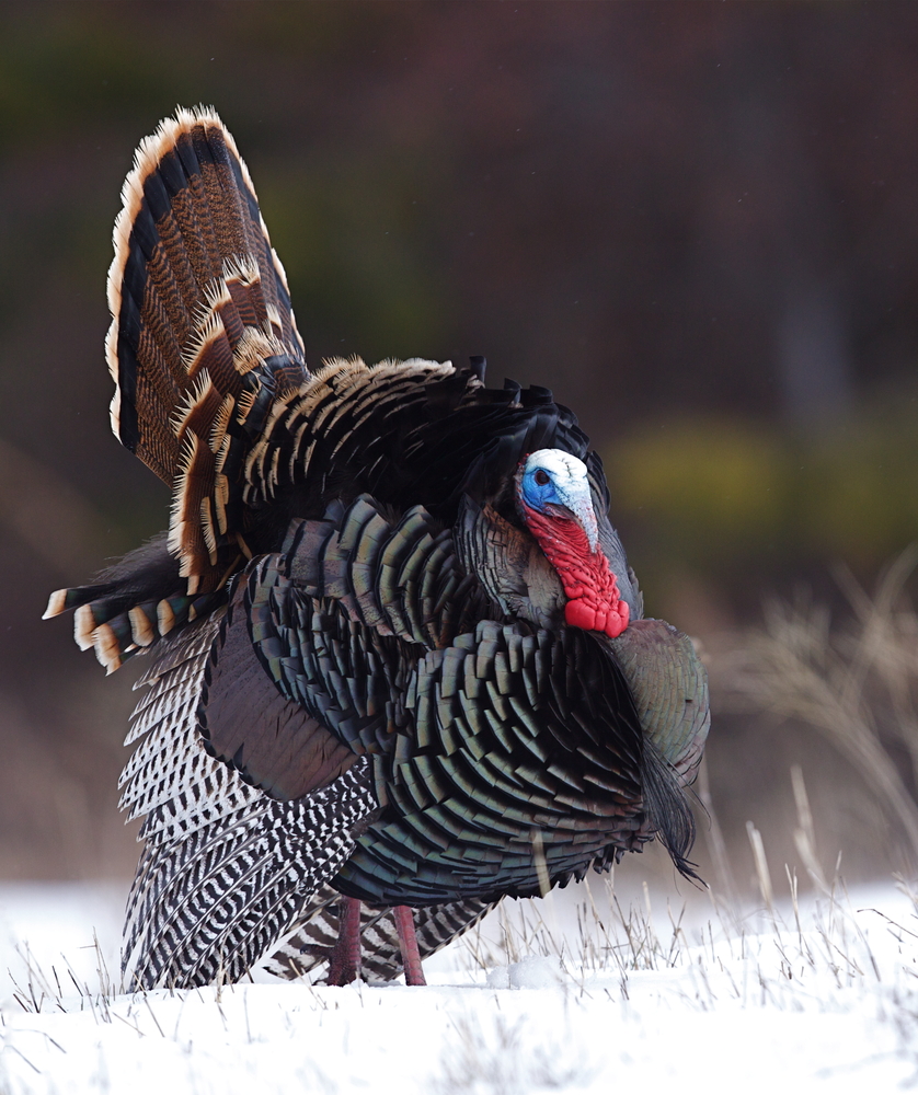 Where The Phrase Quitting Cold Turkey Comes From