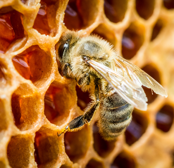 The Origin of the Phrase Mind Your Own Beeswax