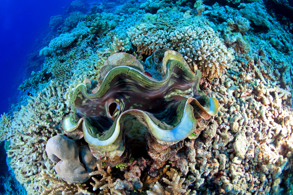 giant clam anatomy