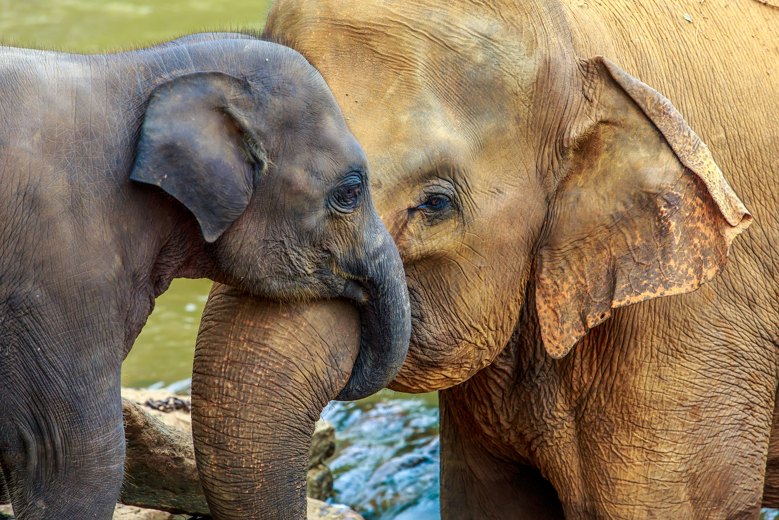 Why an Elephant's Nose is Called a Trunk