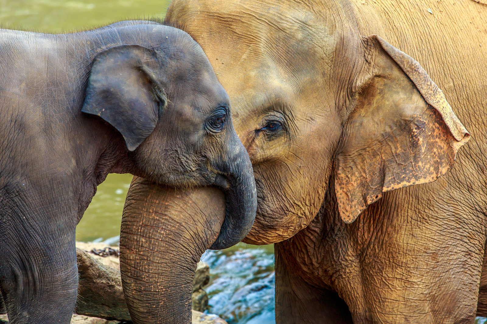 Why An Elephant s Nose Is Called A Trunk 