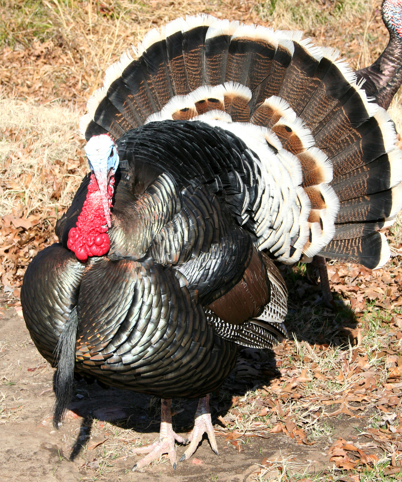 in-which-we-answer-the-age-old-question-why-are-turkeys-called-turkeys