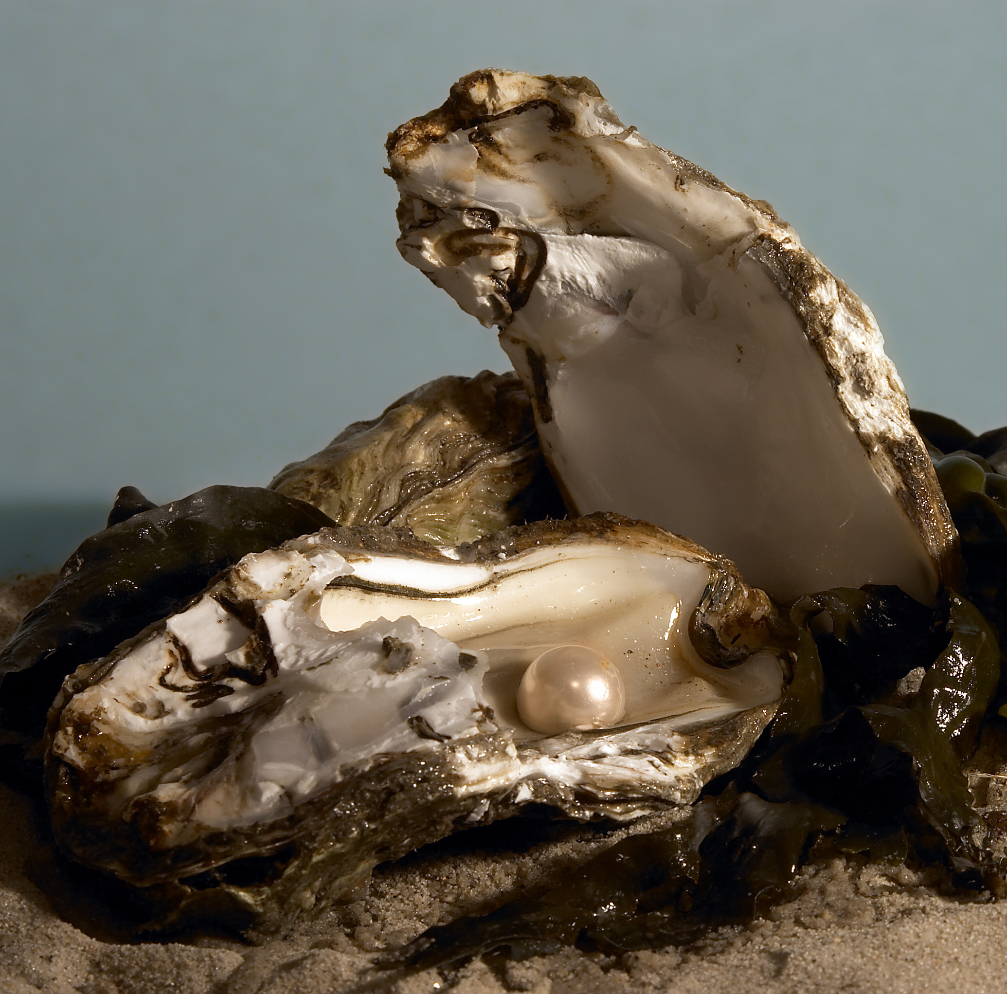 oyster pearl formation