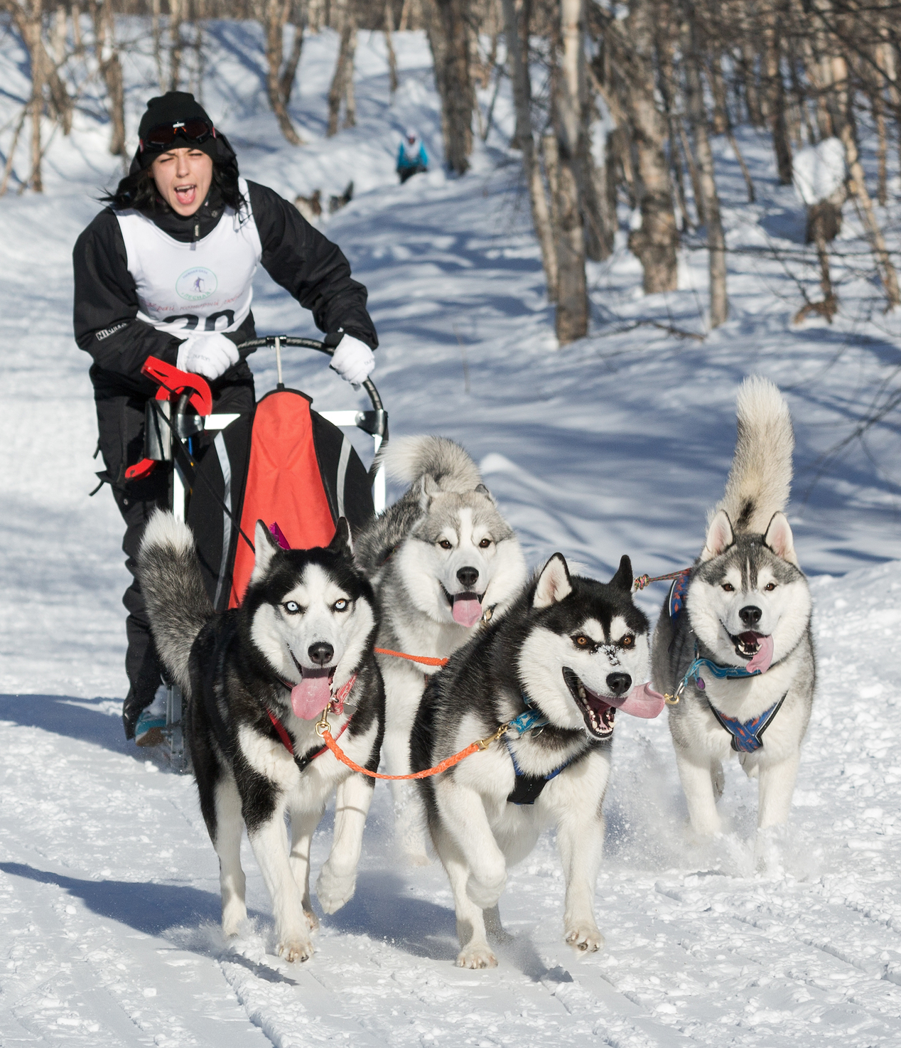 how much weight can a team of sled dogs pull
