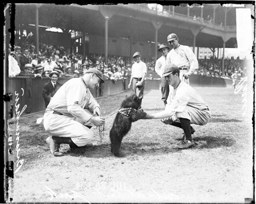 chicago cubs mascot 1908