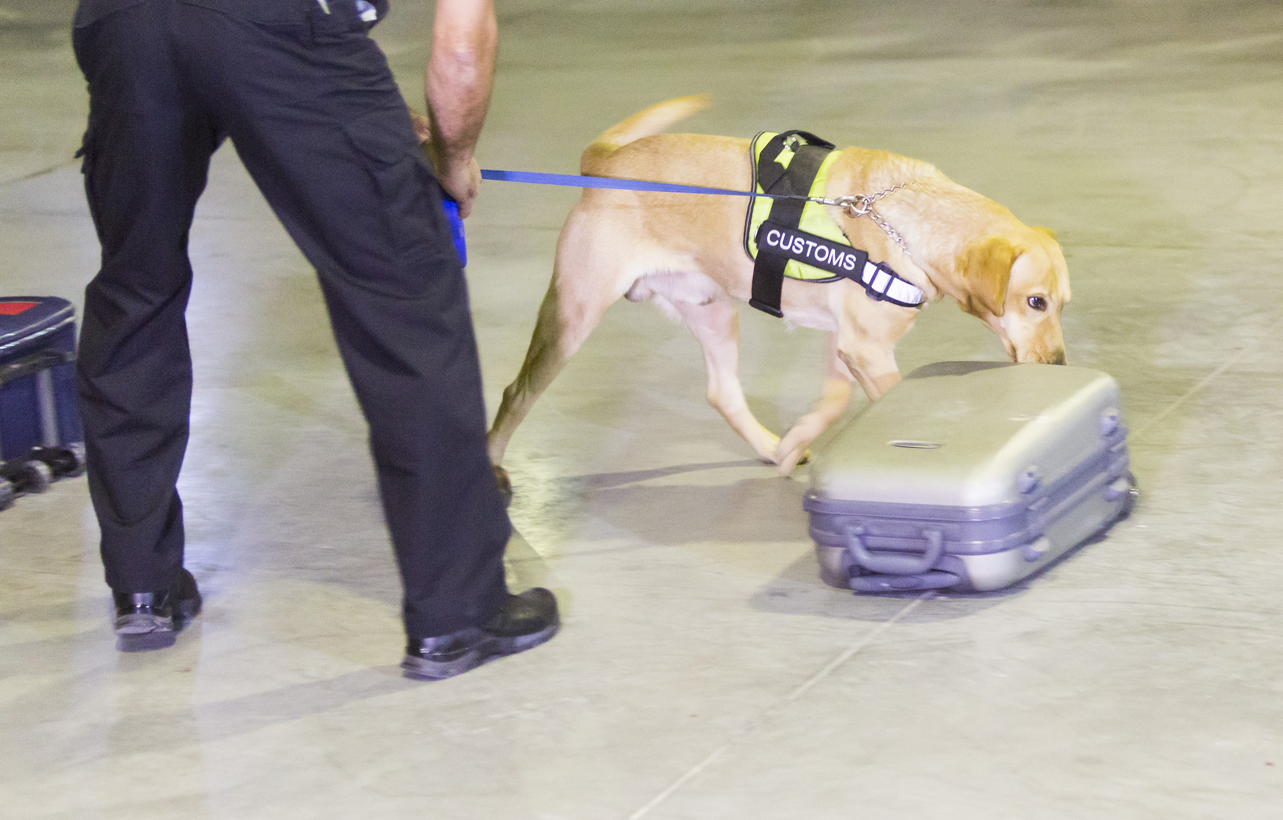 How Do They Train Drug Sniffing Dogs