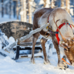 Reindeer-340x227