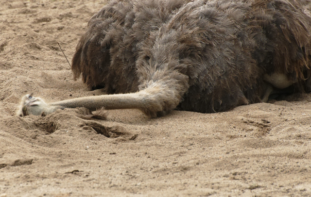 ostrich predators and enemies