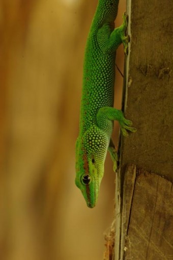 gecko