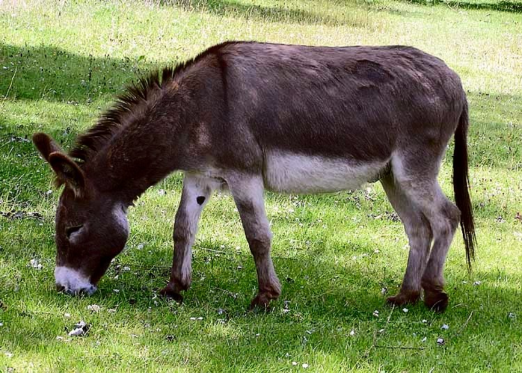Difference Between a Donkey and a Mule
