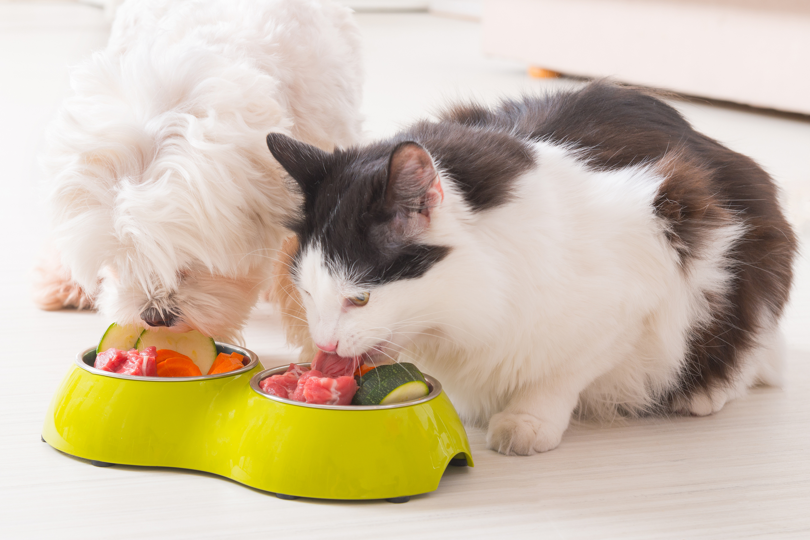 Is Pet Food Safe For Humans To Eat 