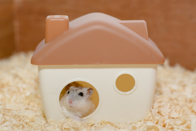 How Many Hamsters Would it Take to Power Your Home and Would This Be ...