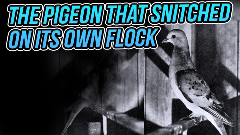 the-horrifying-origin-of-the-term-stool-pigeon